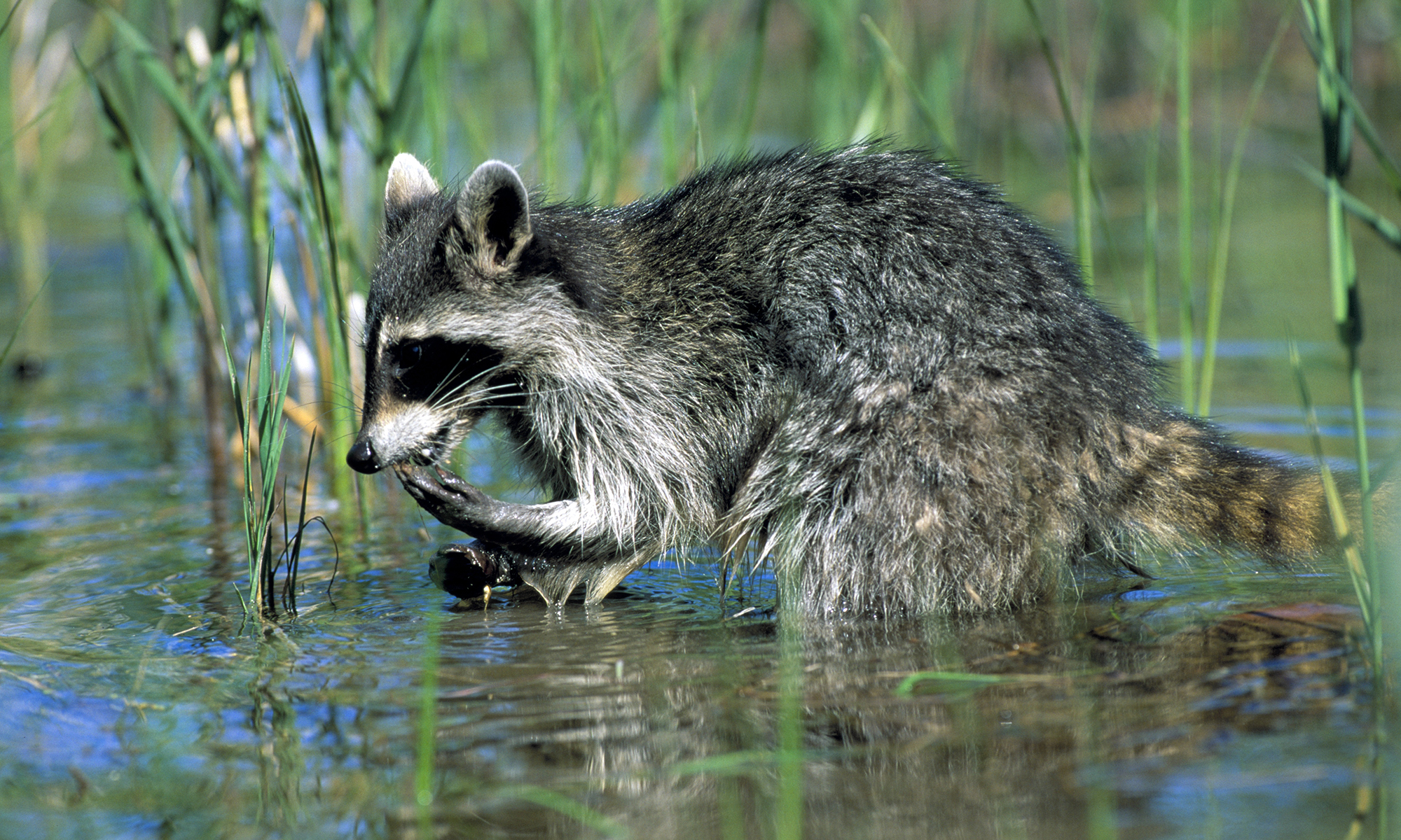 raccoons-wash-food-135558184